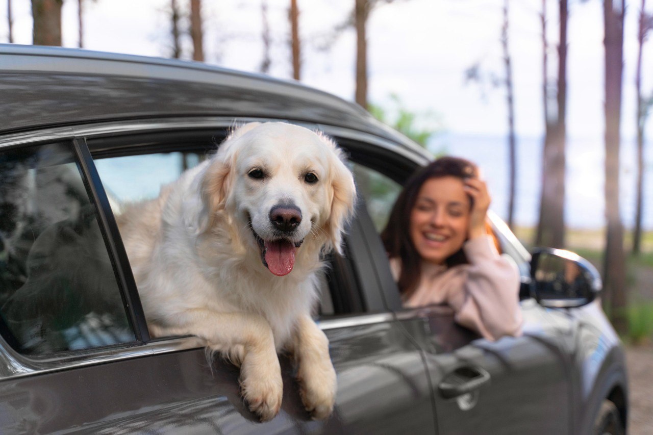 Аренда автомобиля с домашними животными: советы для безопасных путешествий со своими пушистыми друзьями